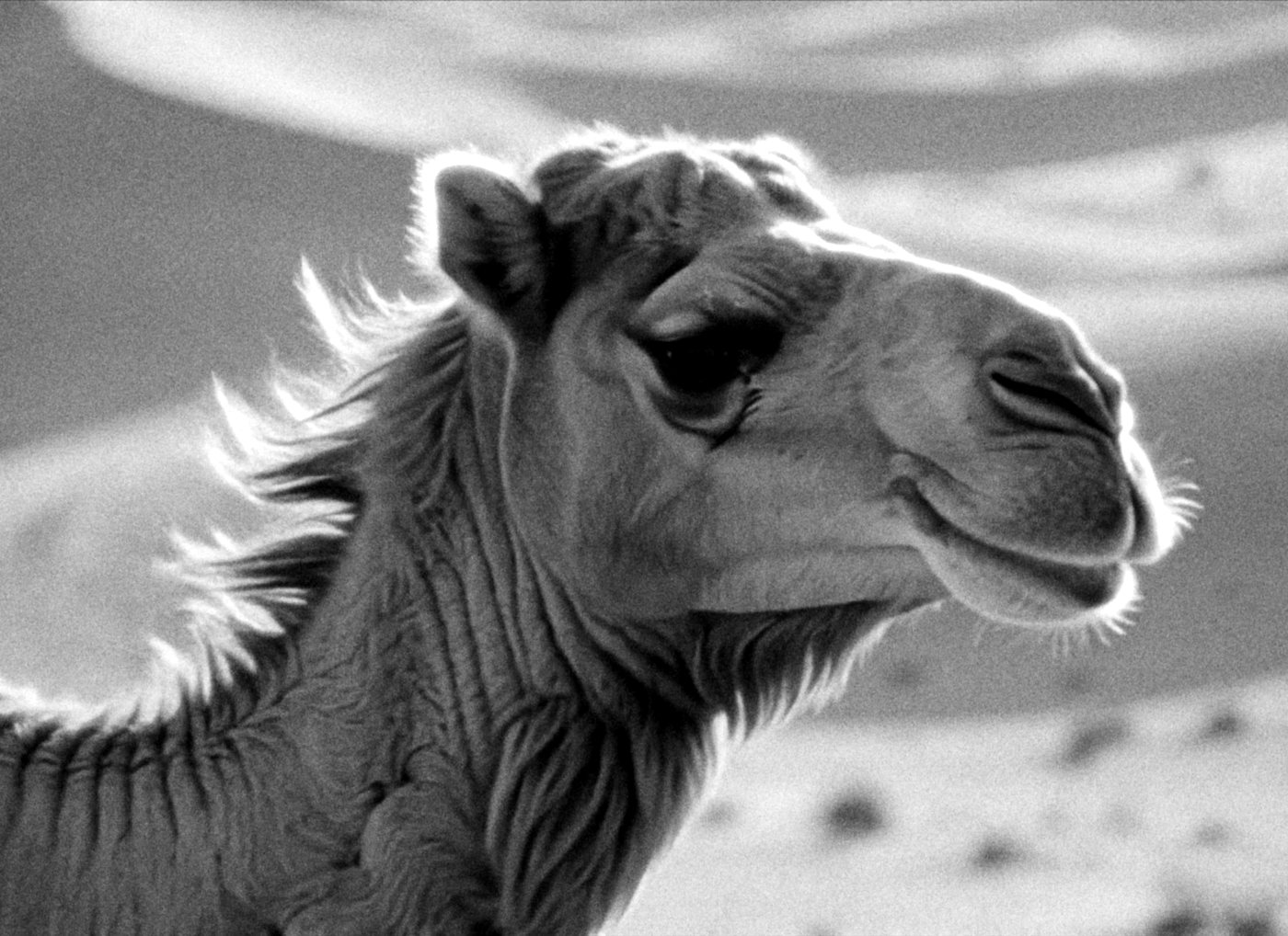 Camel in the desert